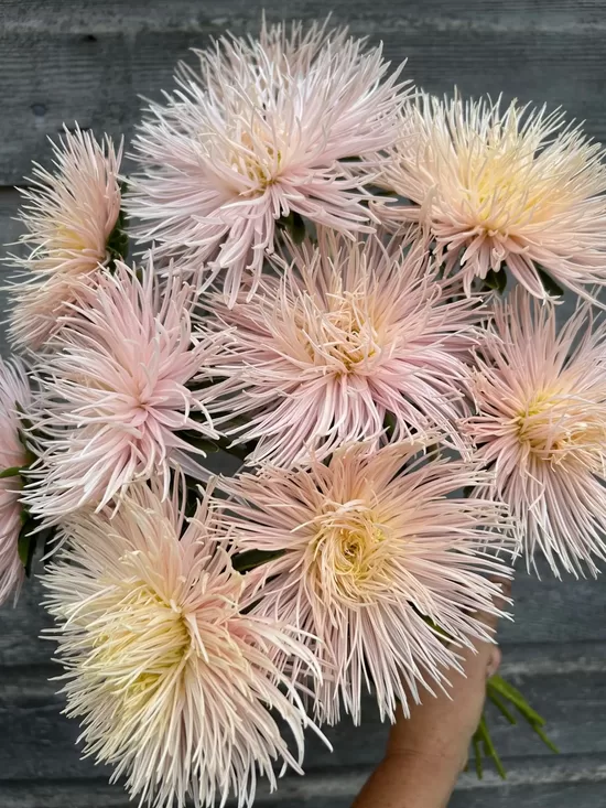 Ķīnas astere ‘Valkyrie Brünhilde Chamois’ (Callistephus chinensis)  20 sēklas